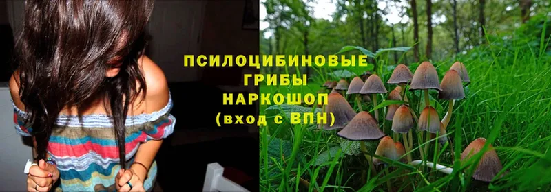 Псилоцибиновые грибы Cubensis Кирс